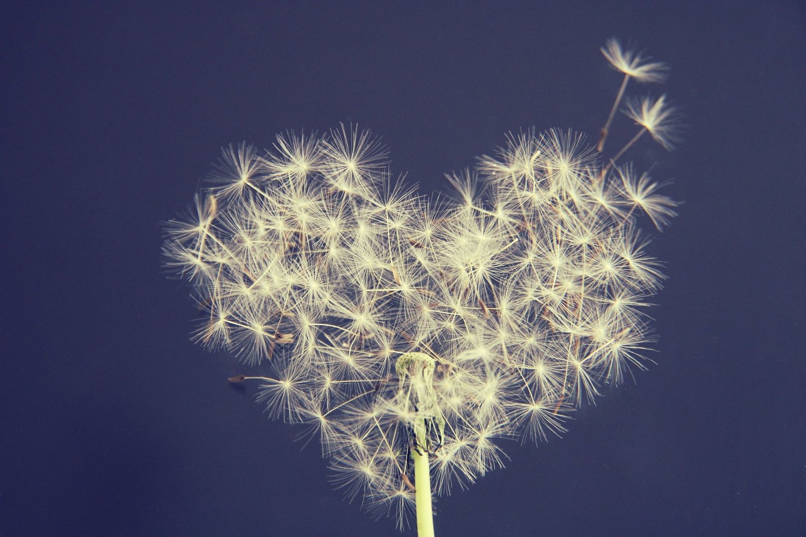 dandelion-5063527_1920 La culture du secret