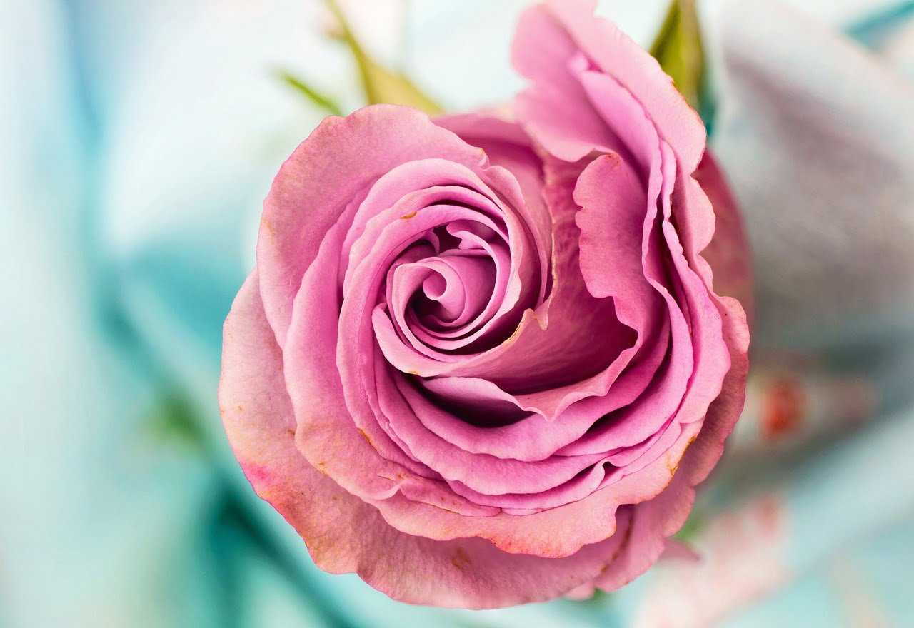 rose-1280 les traumatismes sexuels
