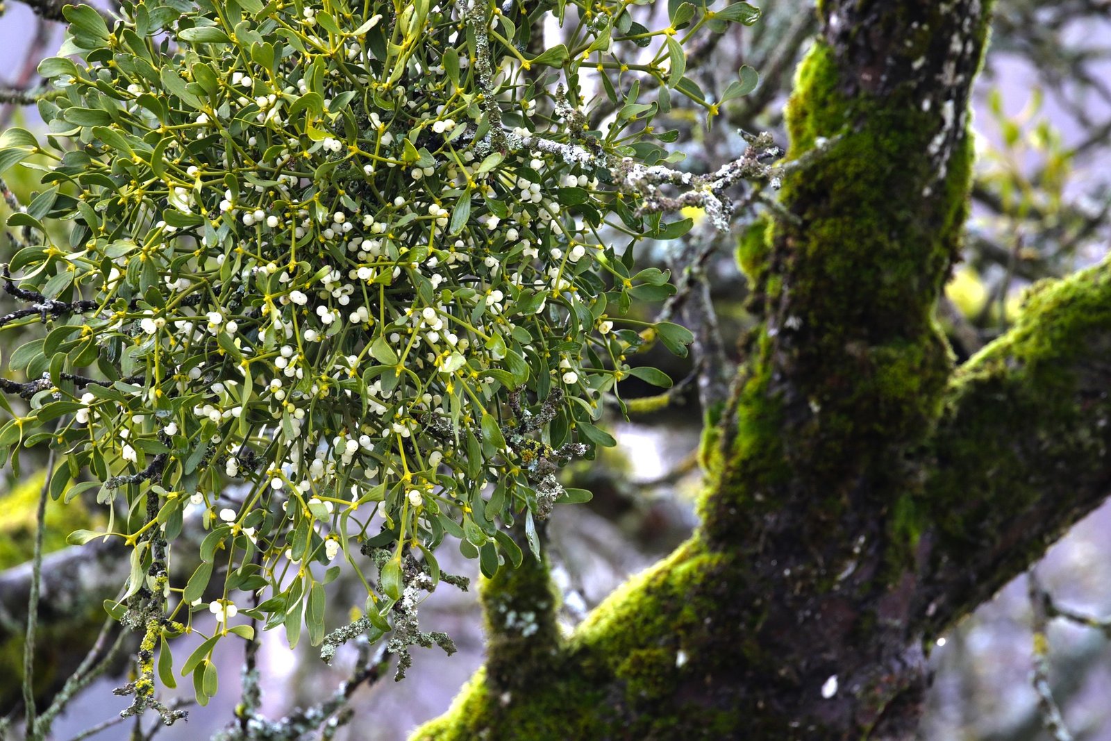 onkelglocke-mistletoe-7264573_1920 Le guérisseur